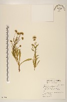 藏品(玉山飛蓬)的圖片
