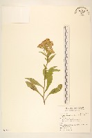 藏品(一枝黃花)的圖片