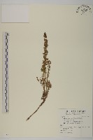 藏品(高山艾)的圖片