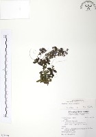 藏品(玉山水苦賈)的圖片