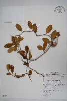 藏品(武靴藤)的圖片