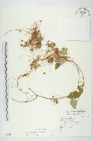 藏品(平原菟絲子)的圖片