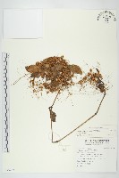 藏品(平原菟絲子)的圖片