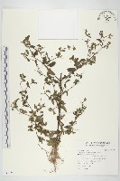 藏品(豨簽)的圖片