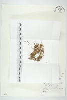 藏品(翅果假吐金菊)的圖片