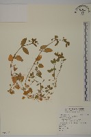 藏品(鵝兒腸)的圖片