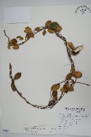 藏品(武靴藤)的圖片