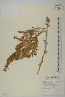 藏品(白苞猩猩草)的圖片