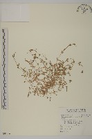 藏品(天蓬草)的圖片