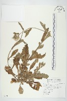 藏品(日本假蓬)的圖片