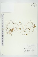 藏品(馬蹄金)的圖片