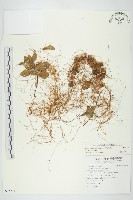 藏品(平原菟絲子)的圖片