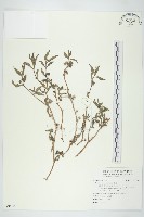 藏品(鱧腸)的圖片