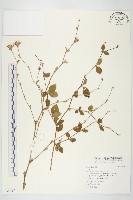 藏品(腺葉帚菊)的圖片