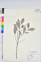 藏品(細葉饅頭果)的圖片