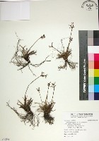 藏品(乾溝飄拂草)的圖片