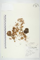 藏品(平原菟絲子)的圖片