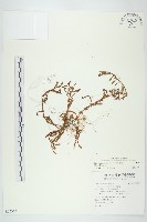 藏品(平原菟絲子)的圖片