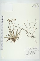 藏品(兔仔菜)的圖片