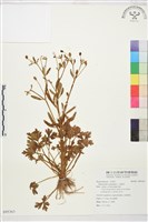 藏品(石龍芮)的圖片