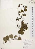 藏品(千金藤、金線吊烏龜)的圖片