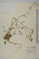 藏品(桃色女婁菜)的圖片