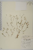 藏品(卷耳)的圖片