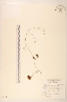 藏品(稻槎菜)的圖片