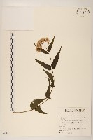 藏品(塔山澤蘭)的圖片