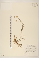 藏品(福山氏飛蓬)的圖片