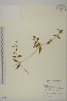 藏品(狗筋蔓)的圖片