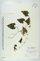 藏品(青牛膽)的圖片