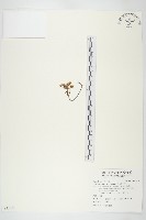 藏品(玉山佛甲草)的圖片