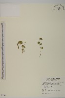 藏品(阿里山繁縷)的圖片