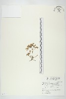 藏品(星果佛甲草)的圖片