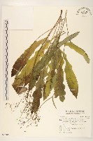 藏品(刀傷草)的圖片