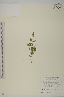 藏品(阿里山繁縷)的圖片