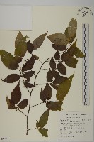 藏品(佩羅特木)的圖片