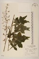 藏品(山苦藚、假福王草)的圖片