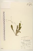 藏品()的圖片