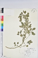 藏品(印度鐵莧)的圖片