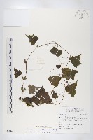 藏品(黑果馬交兒)的圖片