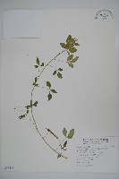 藏品(平伏莖白花菜、成功白花菜)的圖片