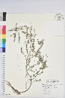 藏品(五蕊油柑)的圖片