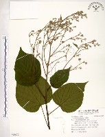 藏品(克蘭樹)的圖片