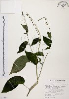 藏品(尖舌草、全唇尖舌苣苔)的圖片