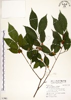 藏品(菲律賓榕)的圖片