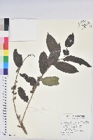 藏品(菲律賓饅頭果)的圖片