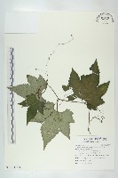 藏品(槭葉括摟)的圖片