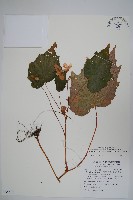 藏品(裂葉秋海棠)的圖片